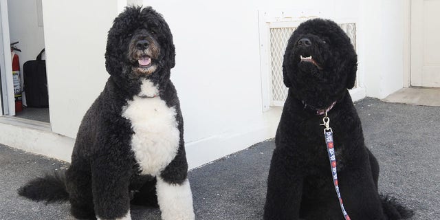 3/18/15 - The White House- Washington DC First dogs Bo and Sunny Obama wait to go for a romp on the South Lawn of the White House. photos by: Christy Bowe- ImageCatcher News (Photo by ImageCatcher News Service/Corbis via Getty Images)